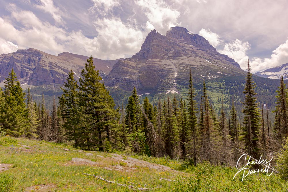 Accessible Wildflower Hikes