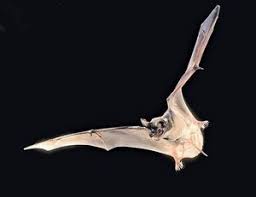 Carlsbad Caverns Bats