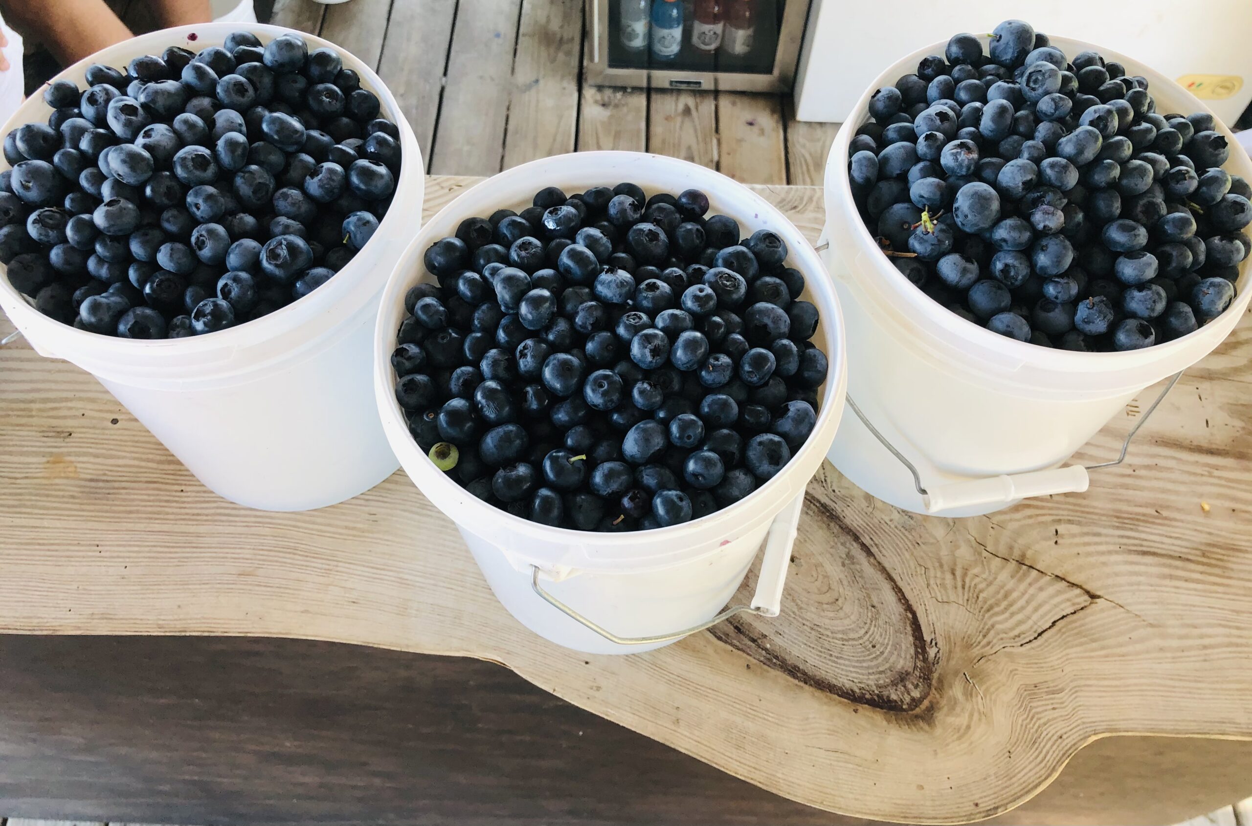 The Best UPick Blueberry Farm in Florida