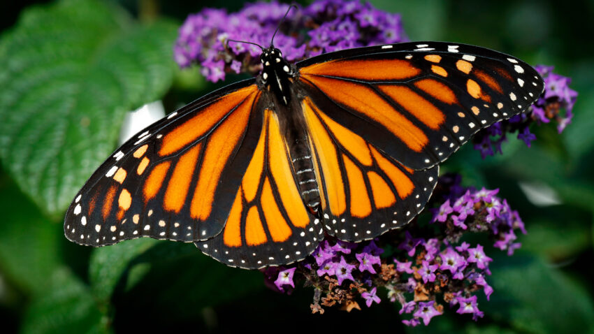 Monarch butterflies