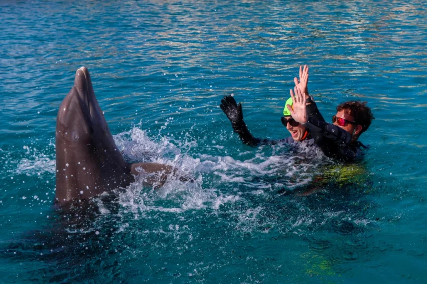 Dolphin Kisses