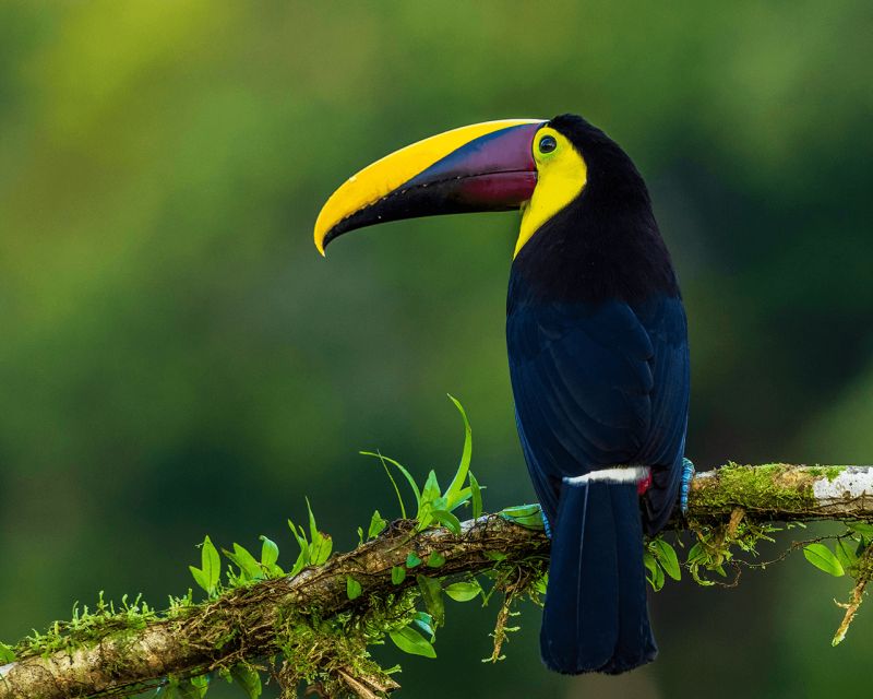 Colon Panama