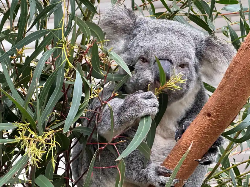 Koalas