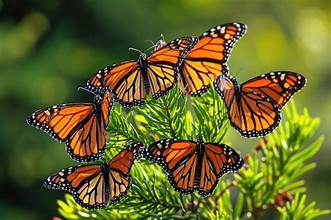Butterfly migration