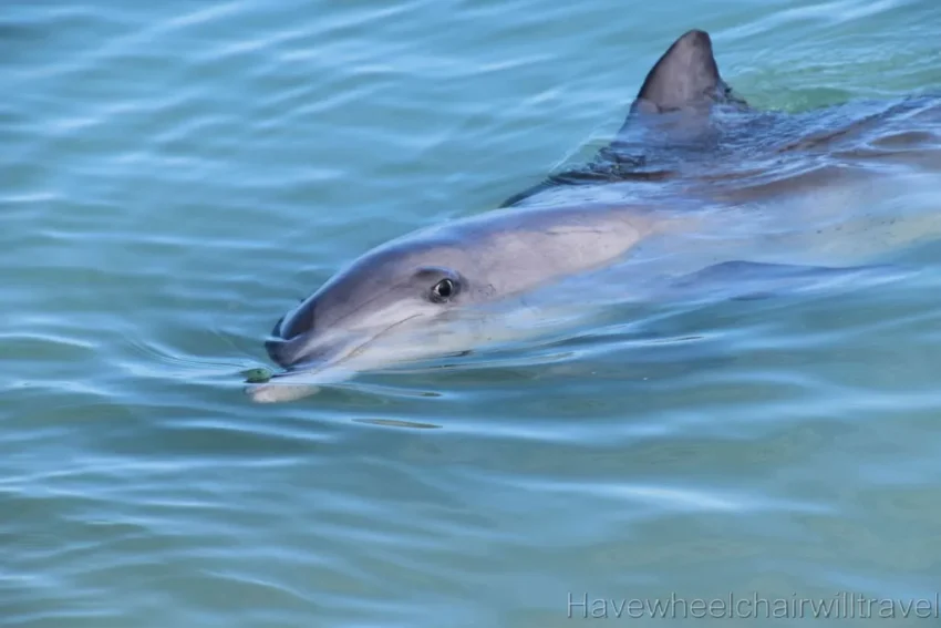 RACV Monkey Mia Dolphin Resort