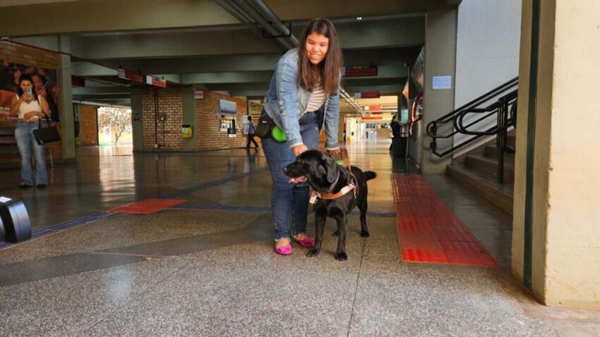 brazil guide dog