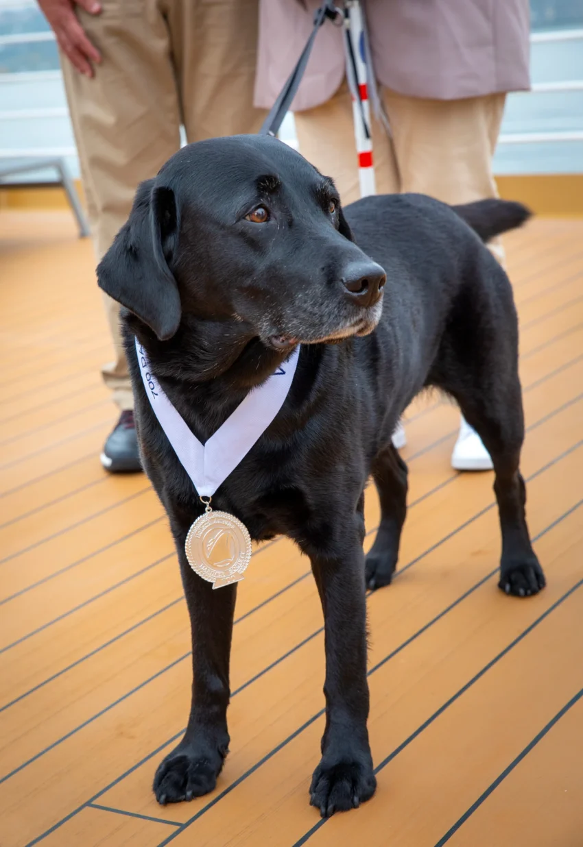 guide dog