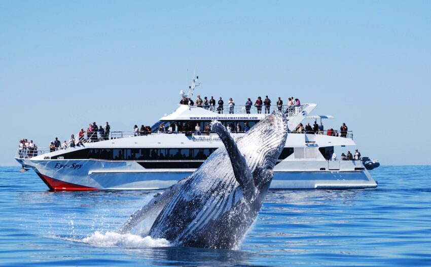 Accessible whale watching in australia