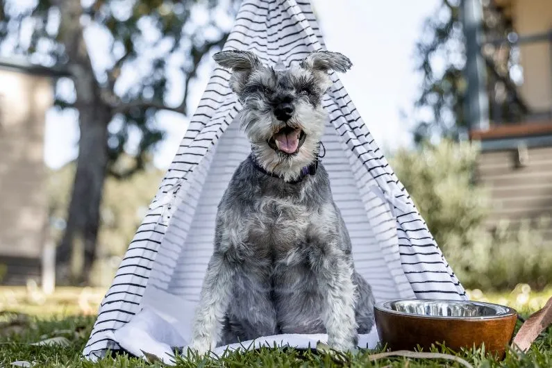 Every dog can have its day on holidays